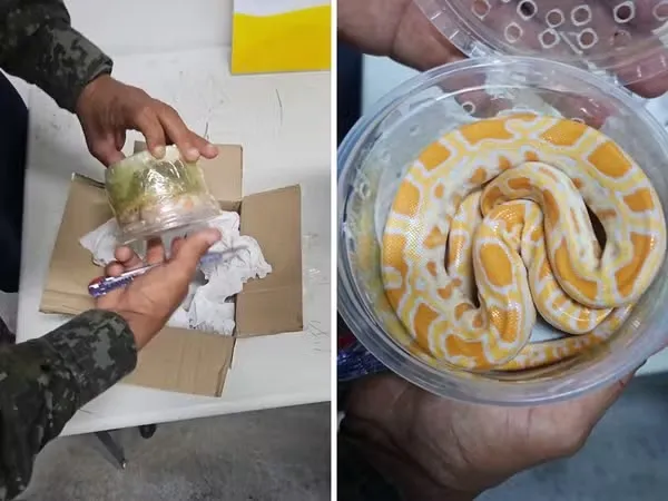Caso foi registrado como tráfico de animais