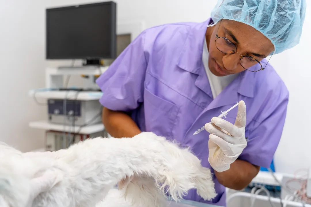 A proposta é reforçar o papel do médico veterinário na prevenção e controle de enfermidades