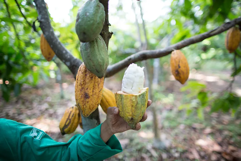 ECONOMIA 
Na foto: Mulheres ganham independência e papéis de liderança no cultivo de cacau na Bahia
Fonte: FAEB
Foto: ASCOM SISTEMA FAEB/SENAR