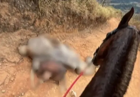 O caso foi registrado como prática de abuso a animal