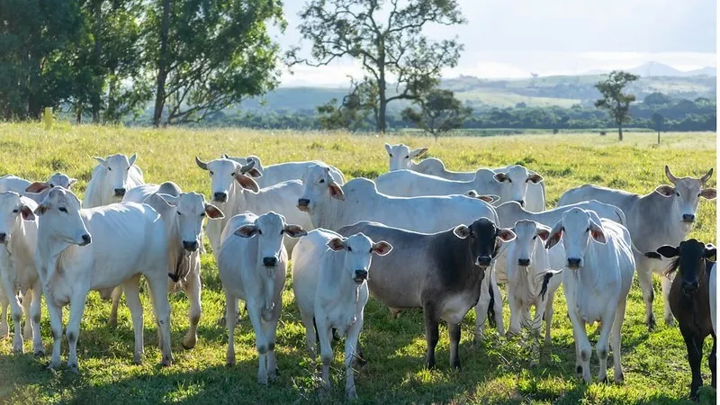 Imagem ilustrativa da imagem Seagri avança com projeto de rastreabilidade bovina na Bahia