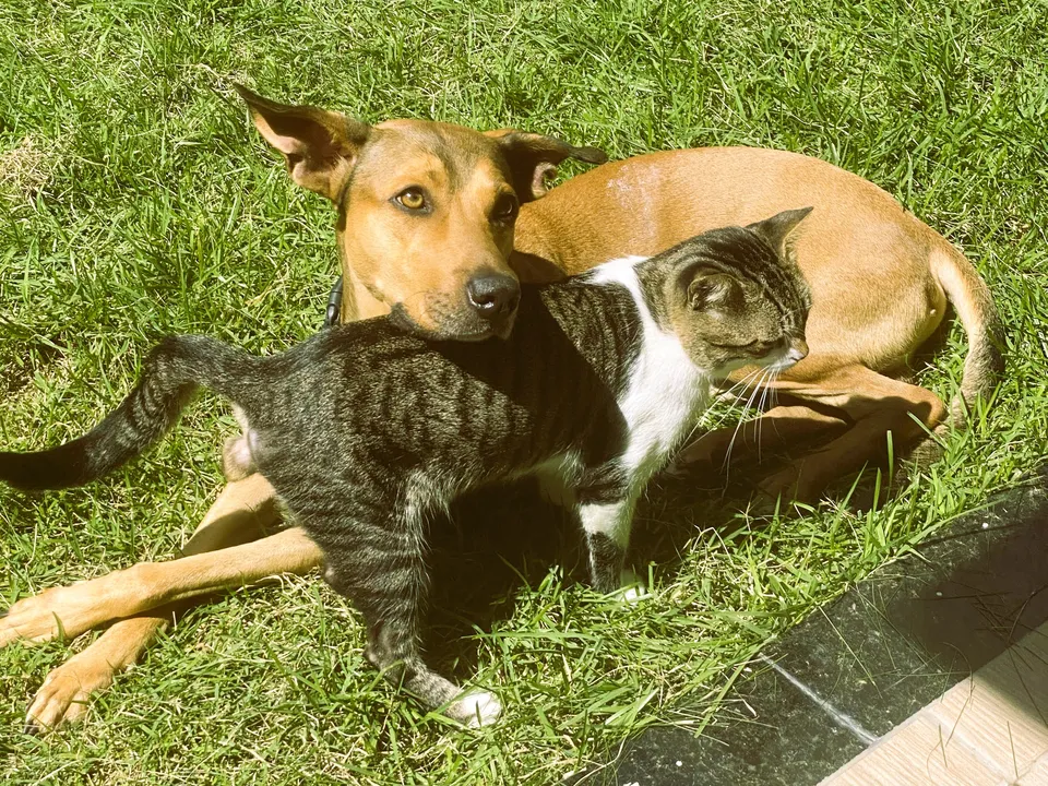 O cão, Nemo, e Shiva, o gato, são castrados e vacinados