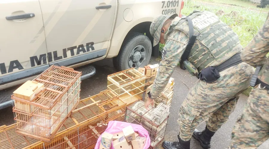 Pássaros e gaiolas apreendidos