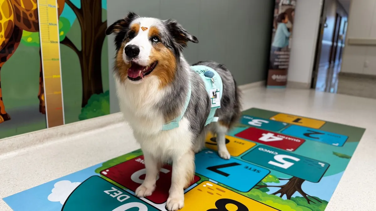 Cachorro Twix, utilizado no hospital Mater Dei Salvador