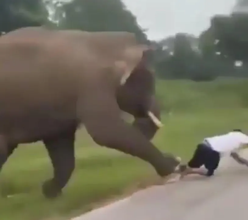 Homem é pisoteado tentando fugir de elefante