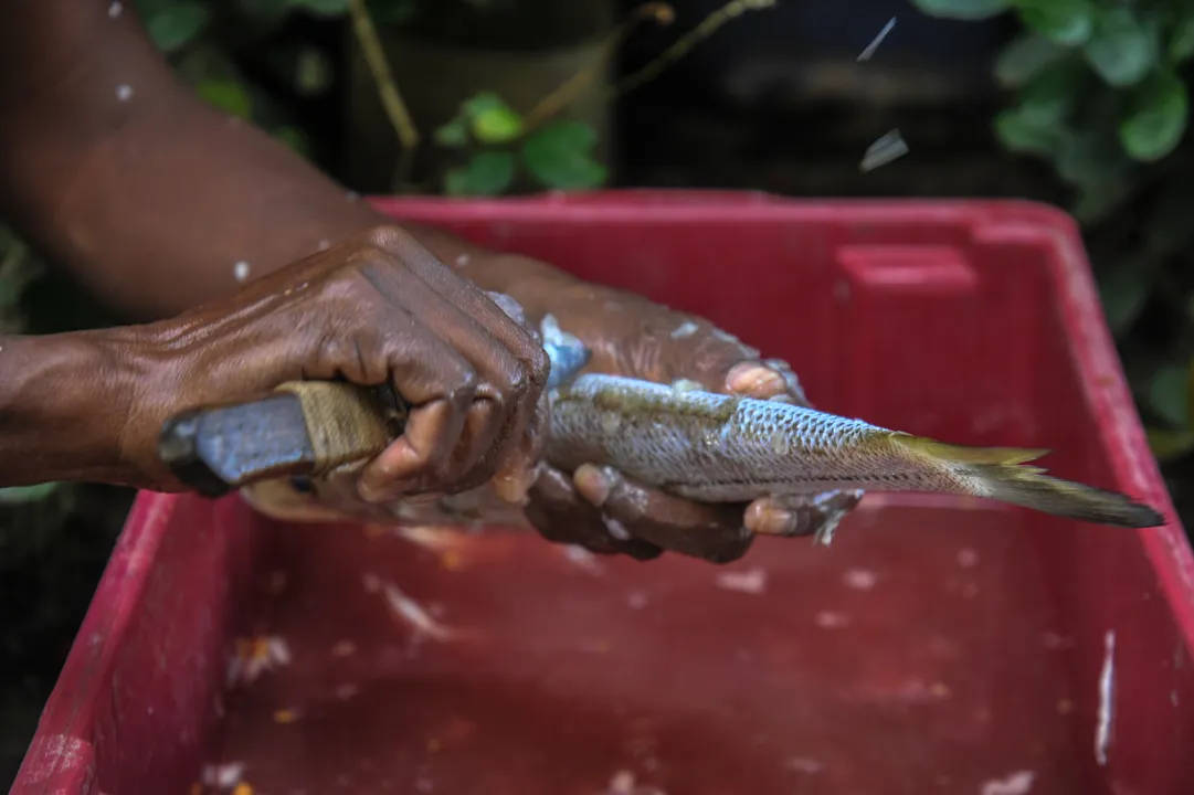 Sardinha