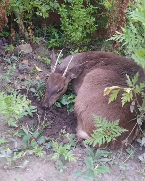 Animal precisou de atendimento emergencial
