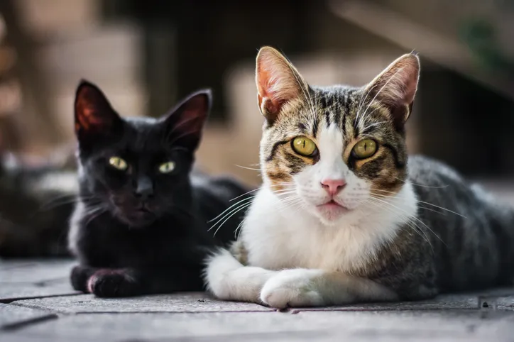 Faz tempo que câncer de mama deixou de ser o fim da linha para cadelas e gatas