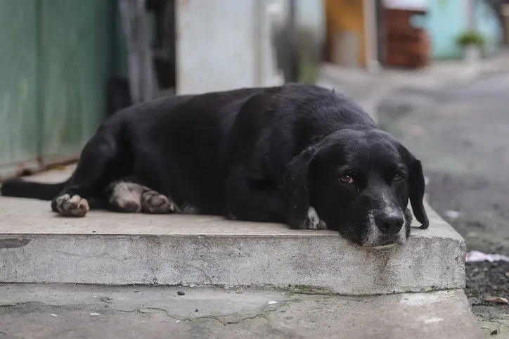 Imagem ilustrativa da imagem Leishmaniose canina: especialistas orientam para cuidados com os cães