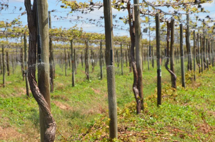 Irrigação de uva