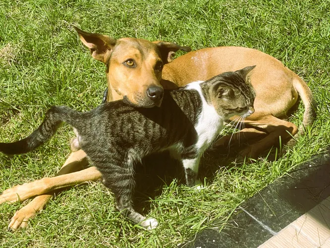 O cão, Nemo, e Shiva, o gato, são castrados e vacinados