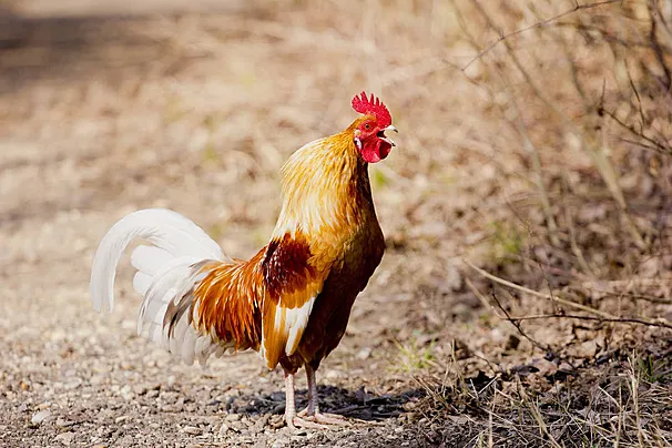 Animal é criado junto com outras galinhas no quintal de uma casa