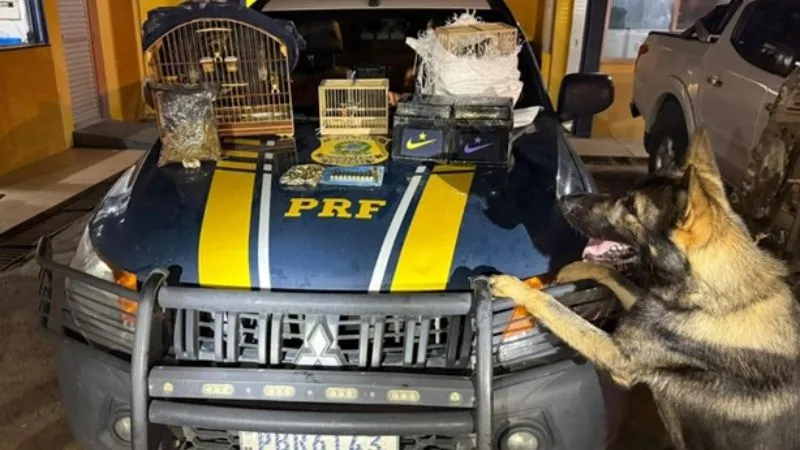 Cães farejadores durante operação em Feira de Santana