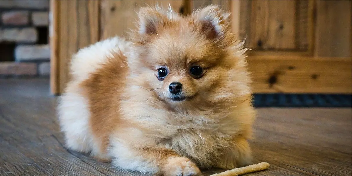 Lulu da Pomerânia