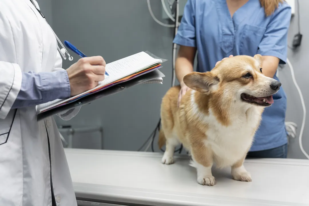 Cachorro sendo atendido em clínica veterinária (ilustração)