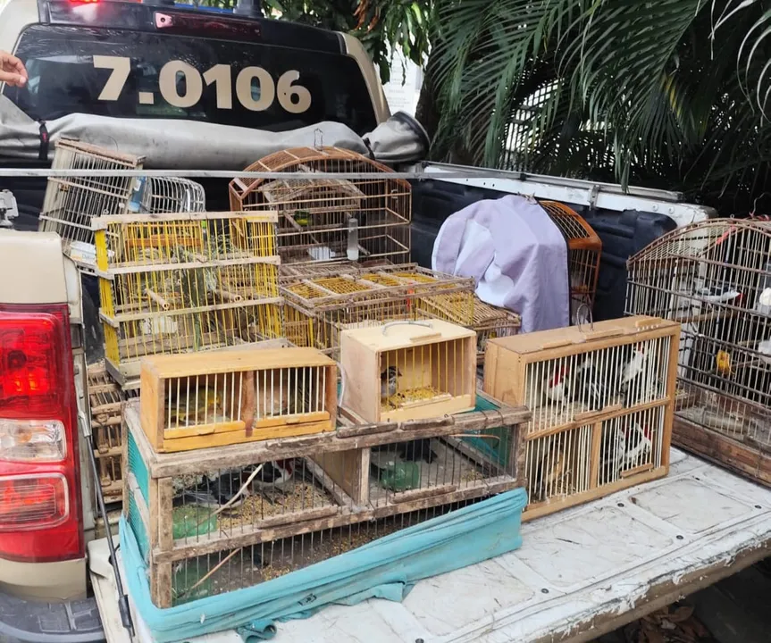 Os animais resgatados foram levados ao Centro de Triagem de Animais Silvestres