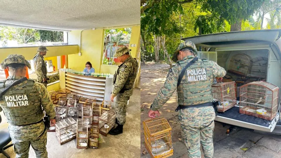 Os passáros seriam comercializados  no local