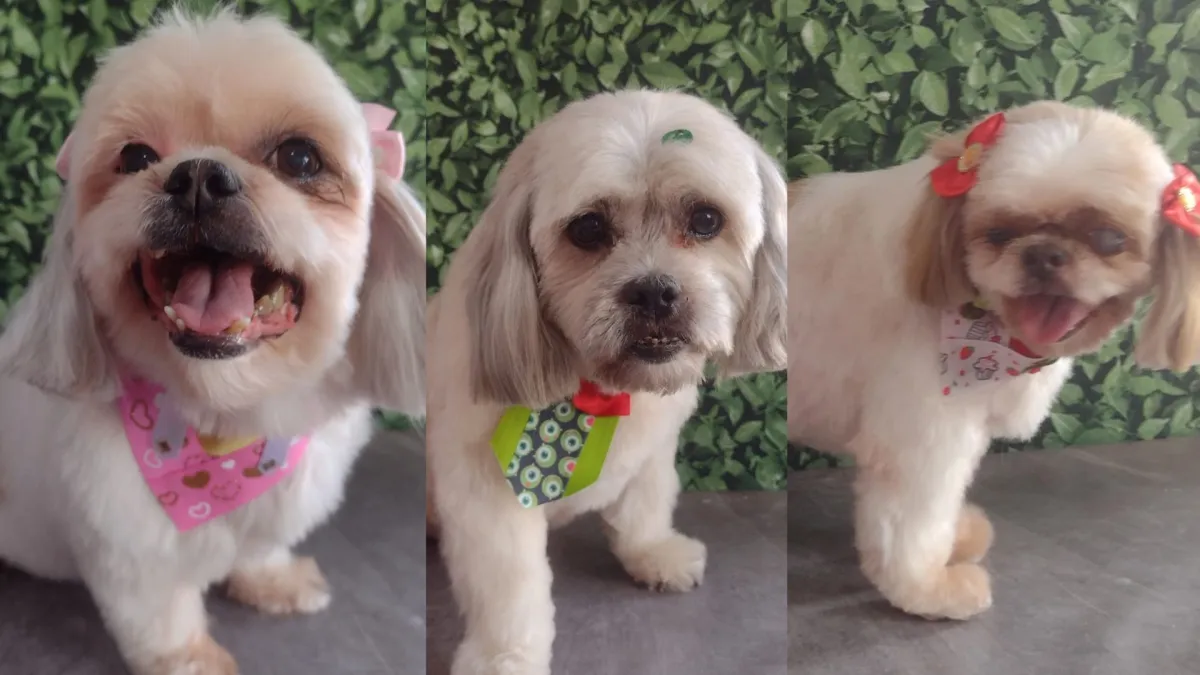 Os três cachorros que morreram eram da raça shitzu e