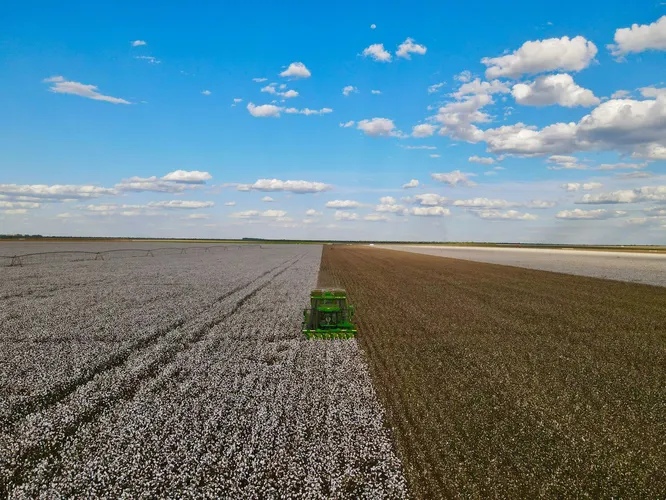 Colheita de algodão no oeste da Bahia