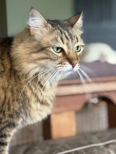 A gatinha Bia faz tratamento contra esporotricose