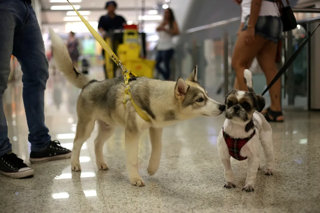 Imagem ilustrativa da imagem A capital dos animais