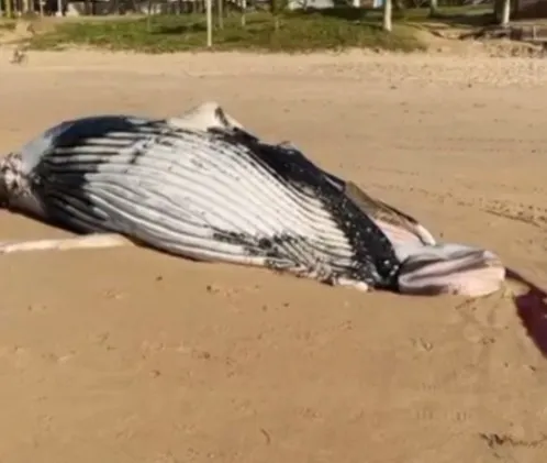 Ainda não há informações sobre a causa da morte do animal.