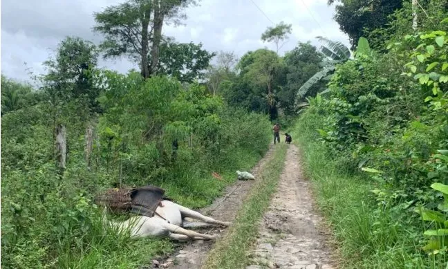 Burro pisou em fio de alta tensão e morreu na hora