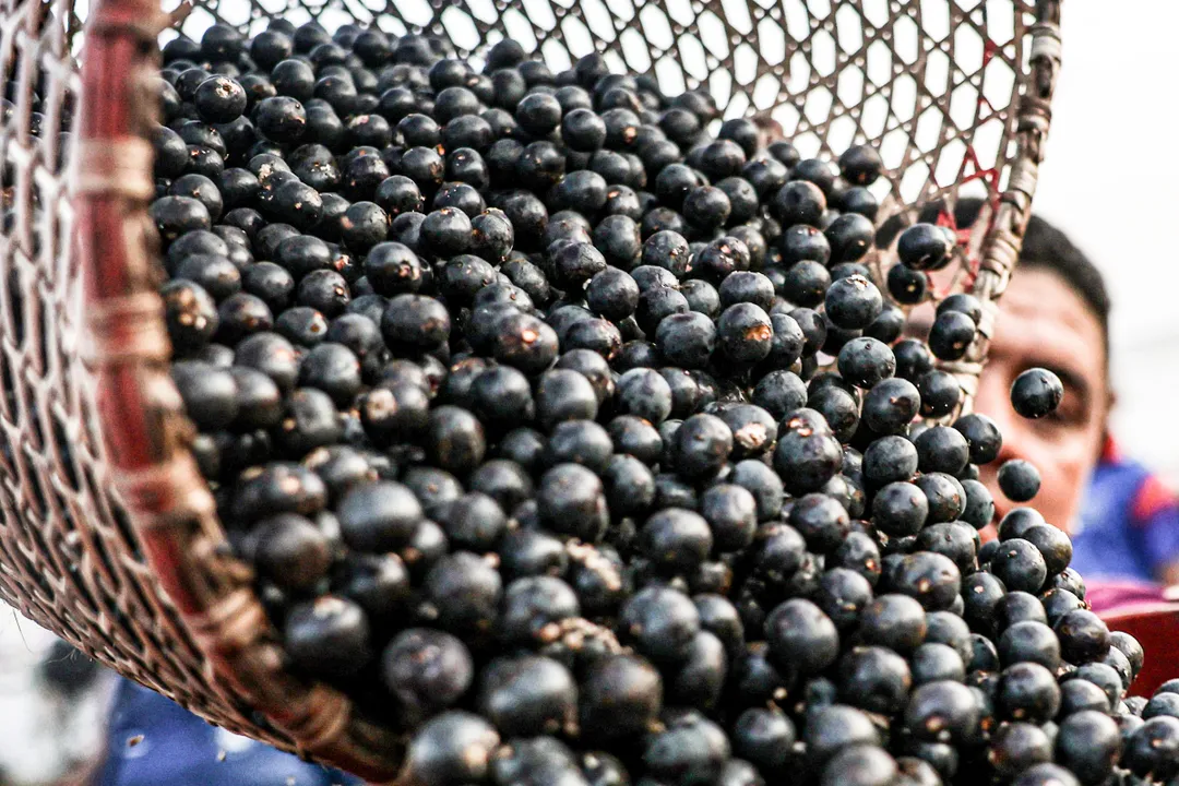 Preço do açaí subiu quase 20% nos últimos 12 meses pré-COP30