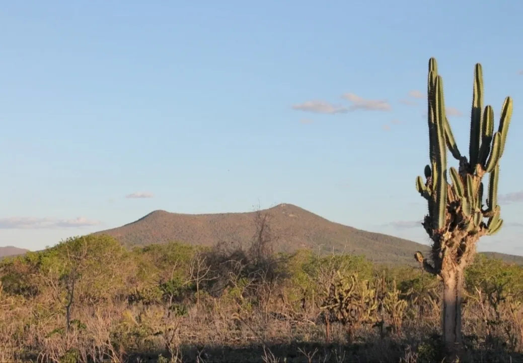 Caatinga em Uauá, Bahia