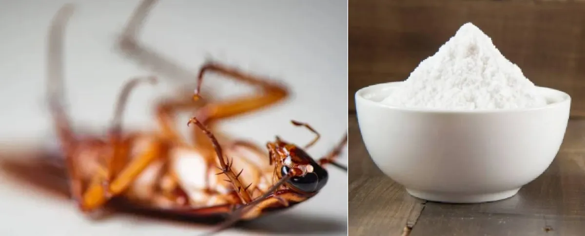 Baratas podem causar doenças