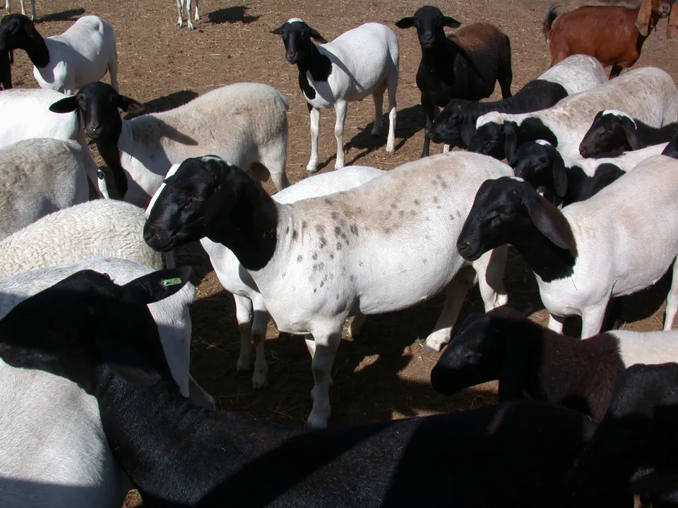Cabras da raça Dorper
