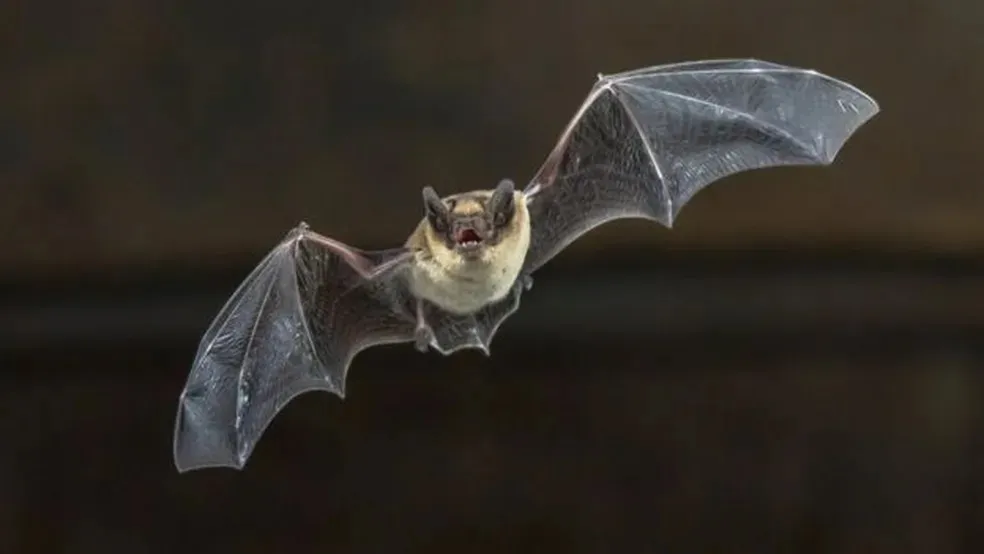 Imagem ilustrativa da imagem Coronavírus inédito na é descoberto em morcegos brasileiros