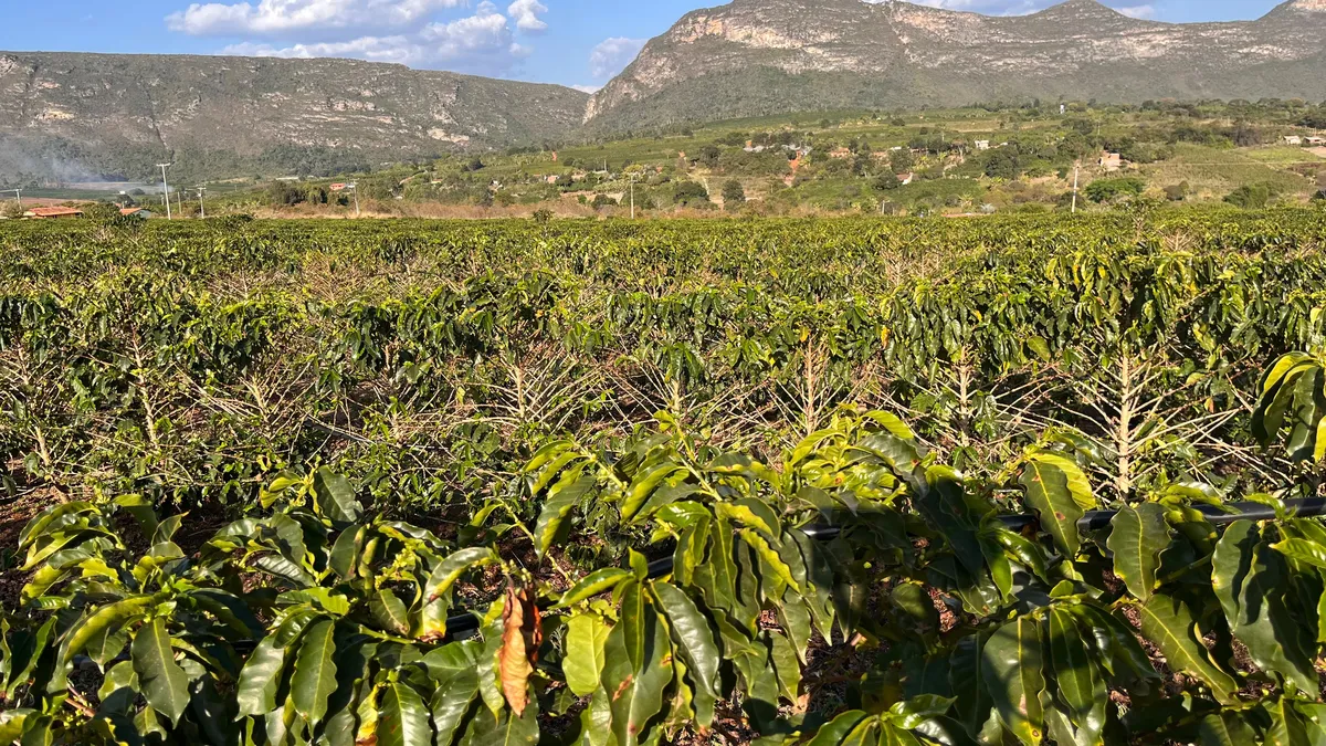 O solo e o clima da Chapada Diamantina conferem a singularidade atestada pela Indicação Geográfica (IG)