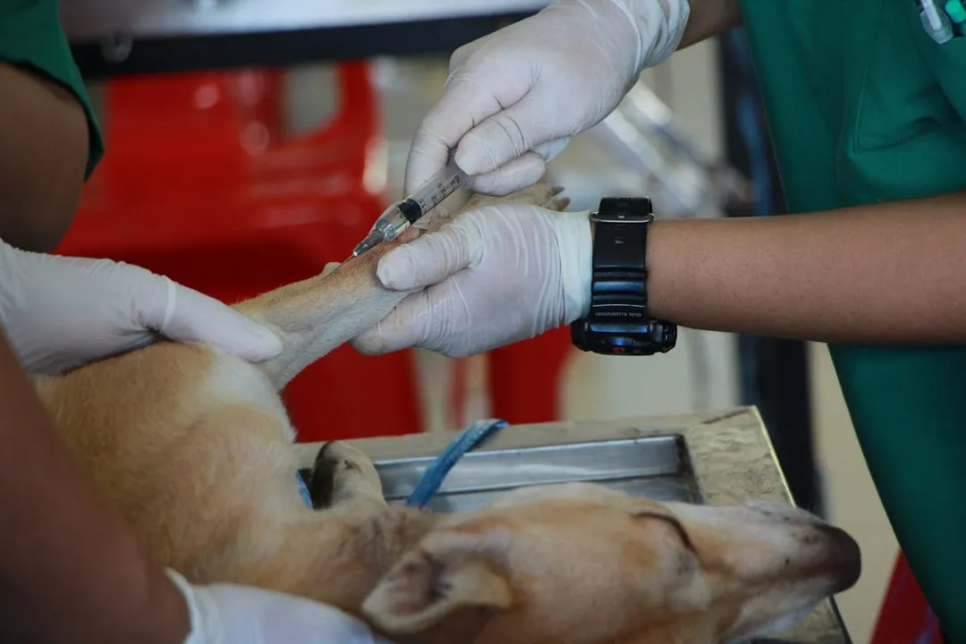 Vacina em animais é uma questão além do bem estar deles