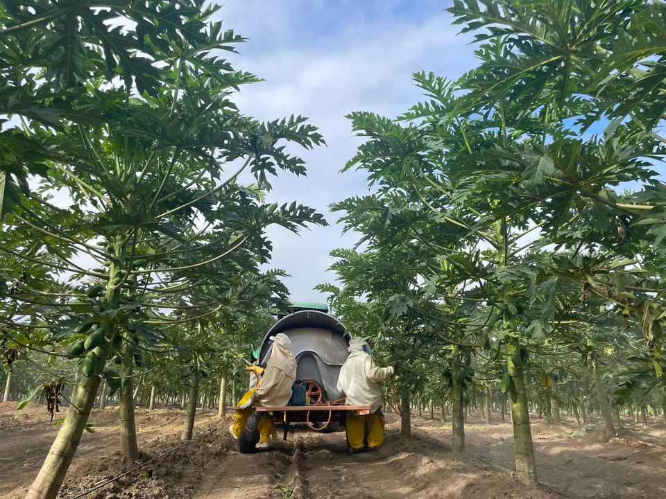 Aplicação tratorizada em plantação no mamão
Foto: