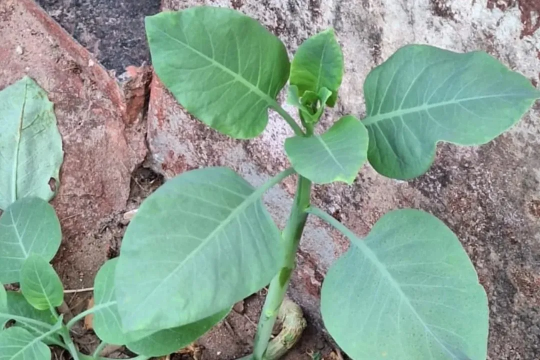 Planta é considerada extremamente tóxica