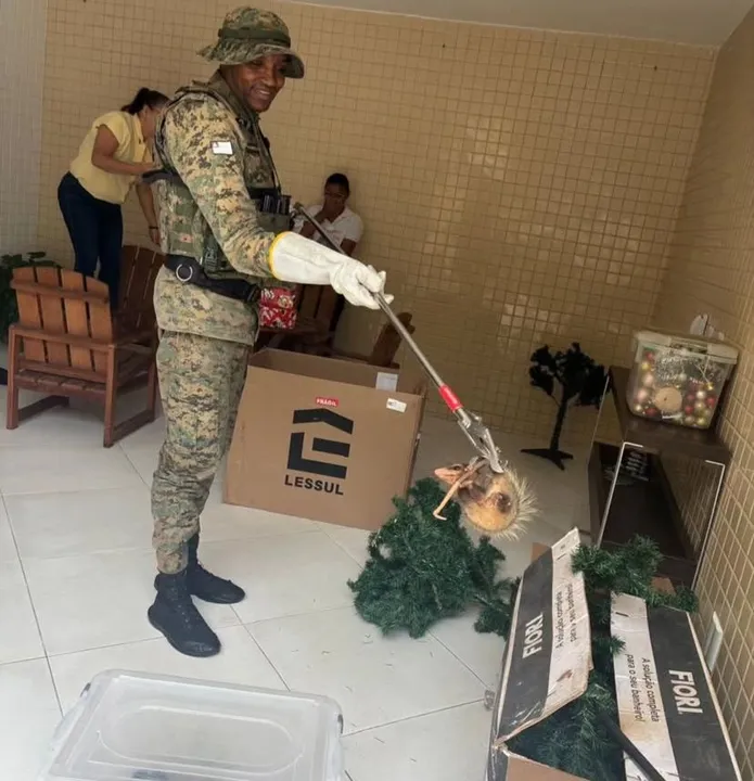Imagem ilustrativa da imagem Família encontra sariguês em caixa de enfeites natalinos em Salvador