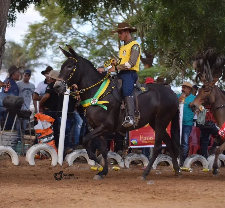 O Troféu Bahia de Muares de Sela premia os melhores exemplares do ano