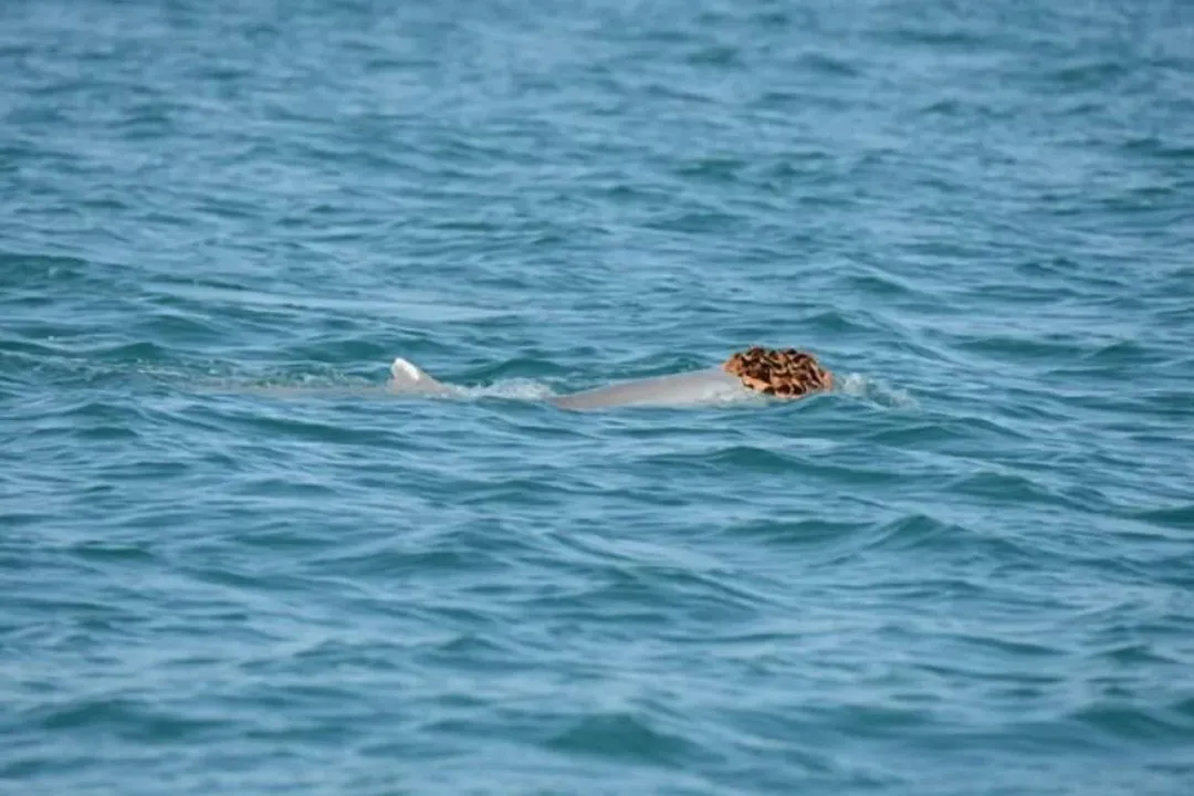 Imagem ilustrativa da imagem Flagrante inusitado: golfinhos são vistos usando esponjas como chapéus