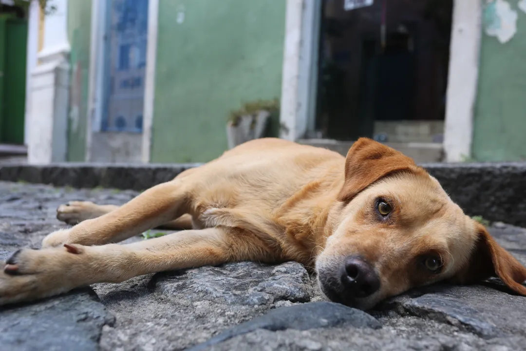 Cachorro deitado no Centro Histórico