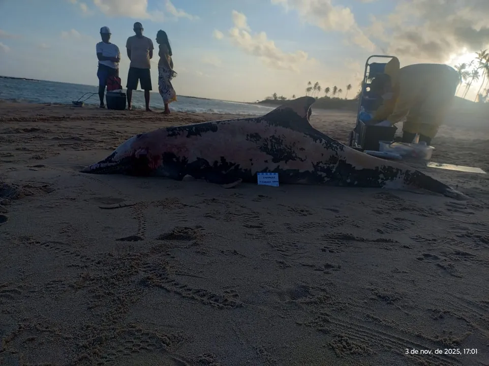 Técnicos ambientais foram até o local para realizar a retirada do corpo