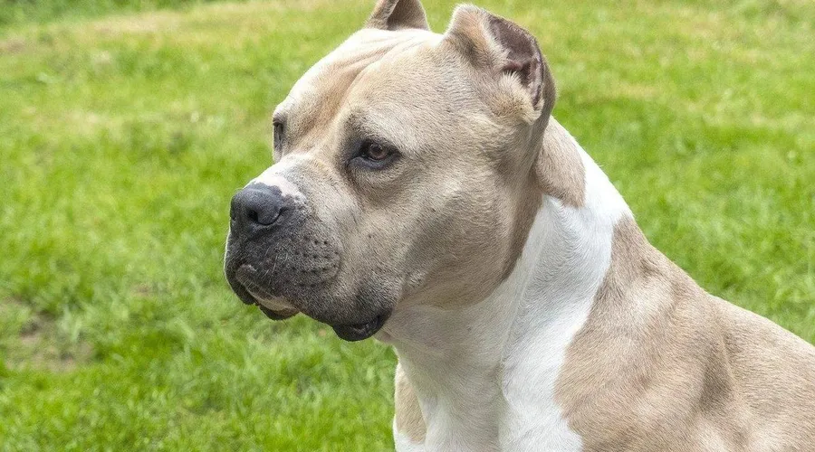 Garoto atacado por pitbull tem couro cabeludo arrancado