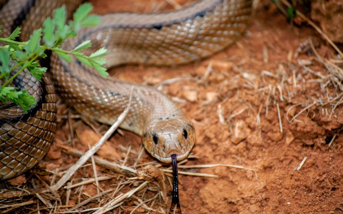 O experimento foi exibido ao vivo durante o programa
