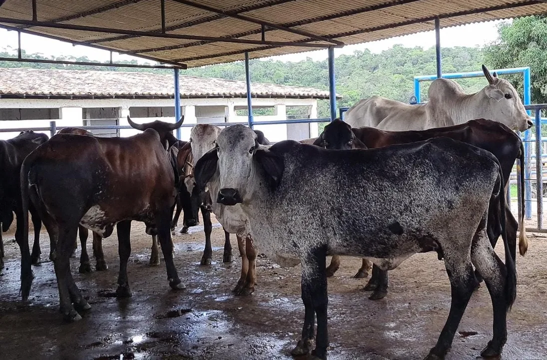 Suspeito será encaminhado ao sistema prisional