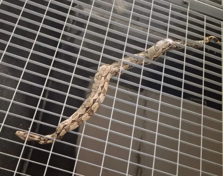 jiboia não é uma serpente perigosa