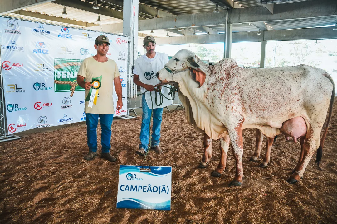 Competição da raça Gir i Leiteiro na Fenagro