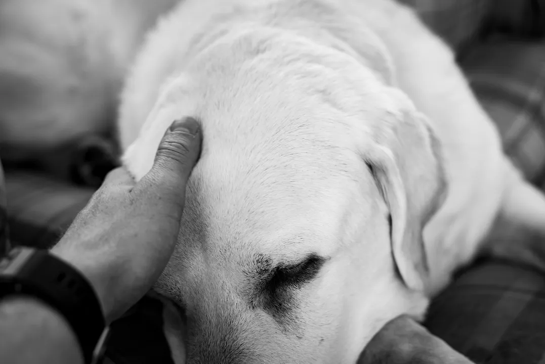 Imagem ilustrativa da imagem Luto por pets ainda é uma dor silenciosa acolhida por poucos