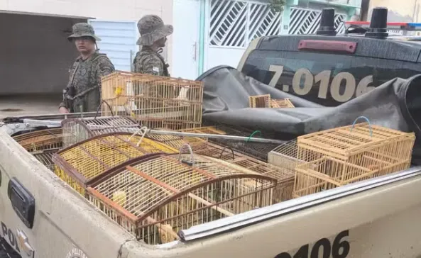 Várias aves silvestres foram apreendidas na Bahia