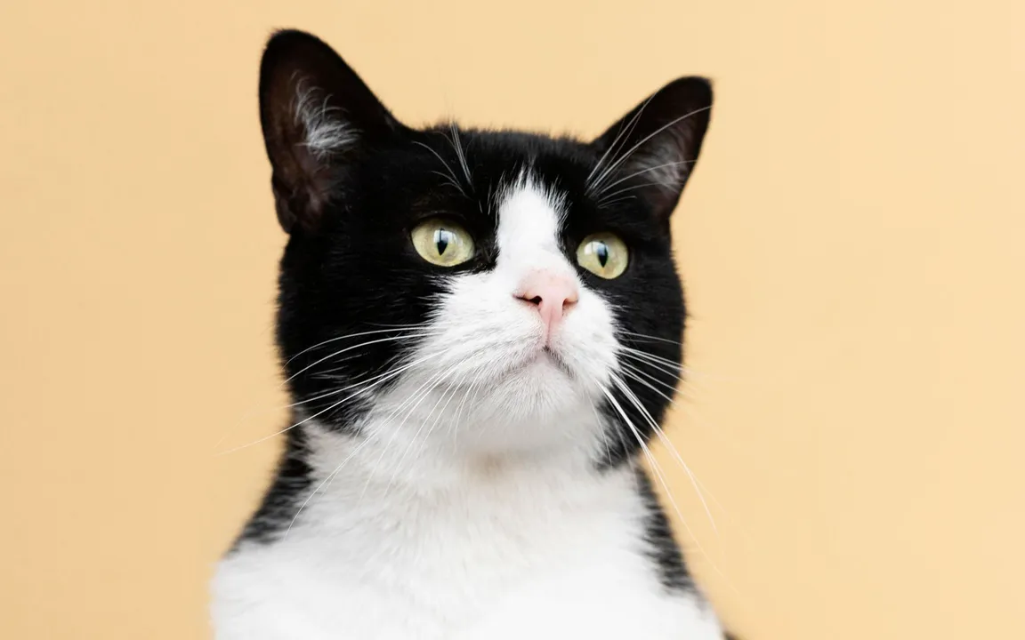 Imagem ilustrativa do animal de estimação