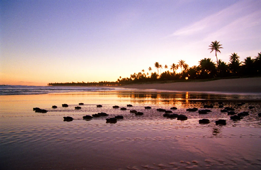 Tartarugas indo ao mar na Praia do Forte